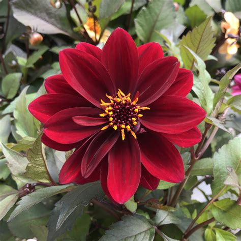 dahlia crimson|dahlightful crimson dahlia.